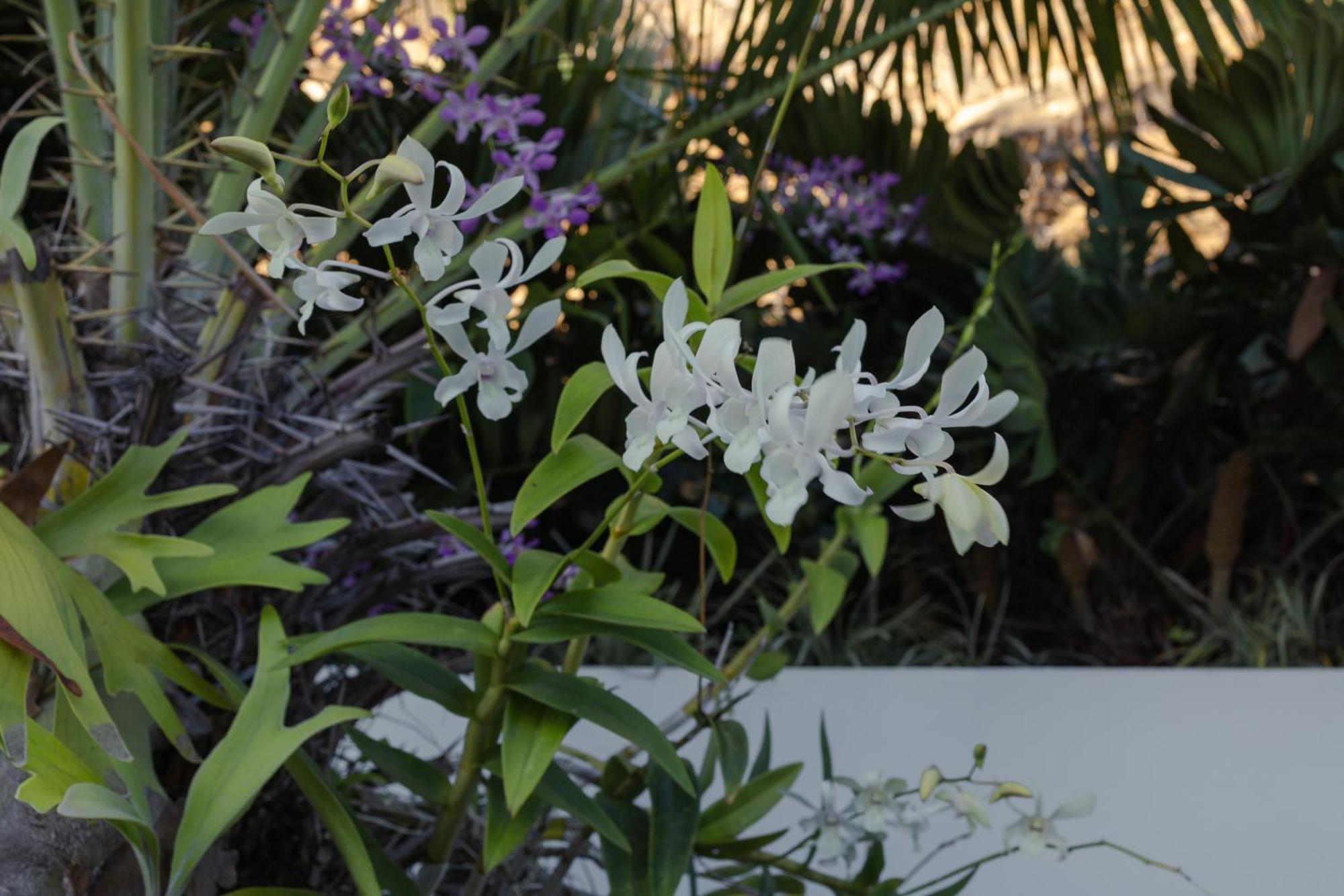 Adults Only! Ocaso Luxury Villas Entire Property 린콘 외부 사진